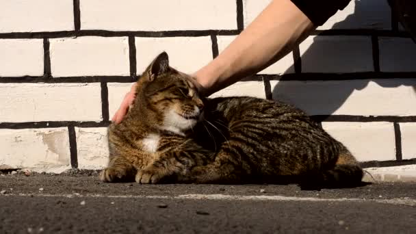 Szczęśliwy kot - Materiał filmowy, wideo
