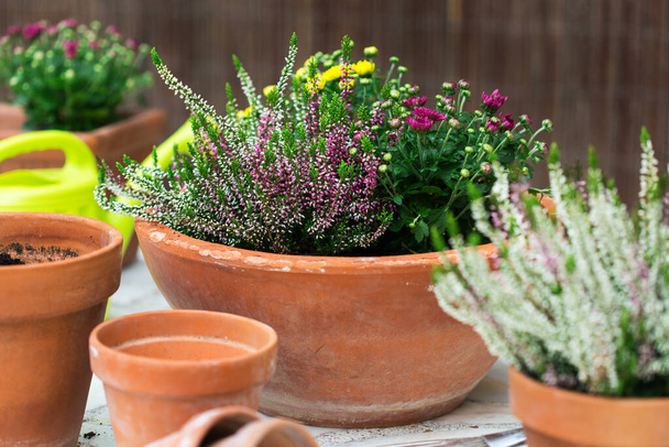 Terracotta flower pots with autumn fall composition with chrysanthemums and heather in the backyard  - Photo, Image