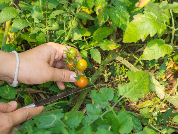 Close-up de mãos de mulher colhendo tomates orgânicos frescos em um jardim - Foto, Imagem