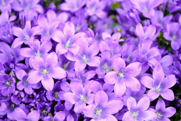 Small purple campanula flowers - Photo, Image