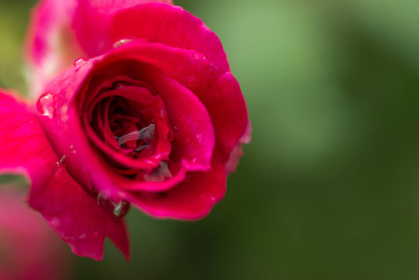 Rote Rosen am Zweig. - Foto, Bild