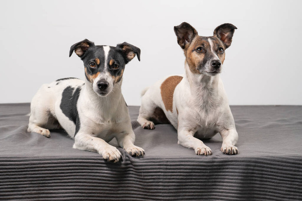 Dos alegres Jack Russell Terriers posando en un estudio, en toda su longitud, sobre una manta gris, espacio para copiar. - Foto, imagen
