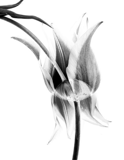 Abstract flower - Foto, Imagem