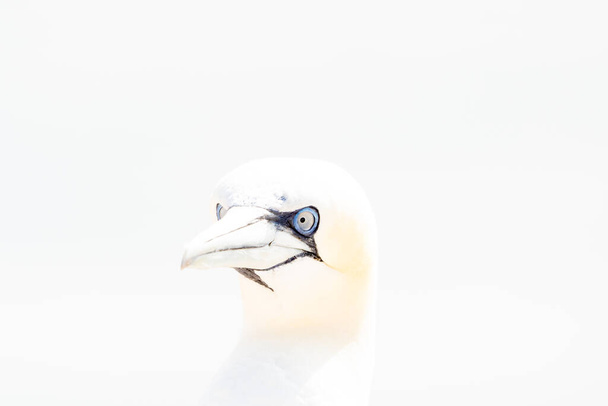 Vahşi doğada vahşi bir kuş, Almanya 'nın Kuzey Denizi' ndeki Helgoland adasında kuzey sümsük kuşu. Yüksek tonda.. - Fotoğraf, Görsel