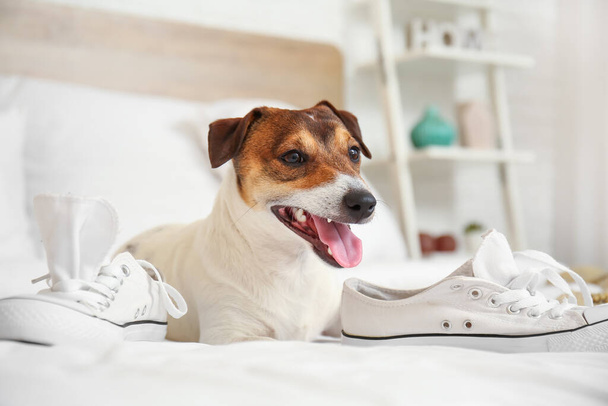 Αστείο άτακτο σκυλί παίζει με τα παπούτσια στο σπίτι - Φωτογραφία, εικόνα