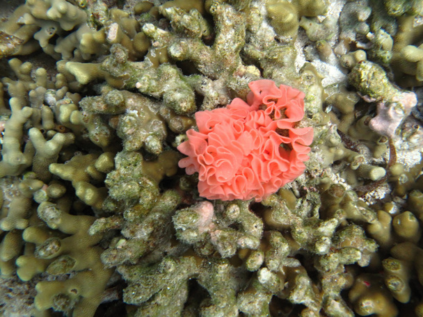 Corales marinos duros la vida marina en el océano Índico Maldivas
 - Foto, Imagen