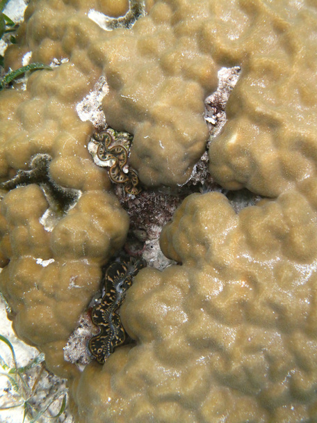 жорсткий море корали морського життя в Індійському океані-maledives - Фото, зображення