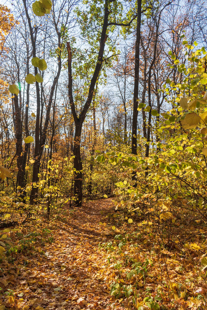 Autumn leaf fall in the Sunny forest - Zdjęcie, obraz