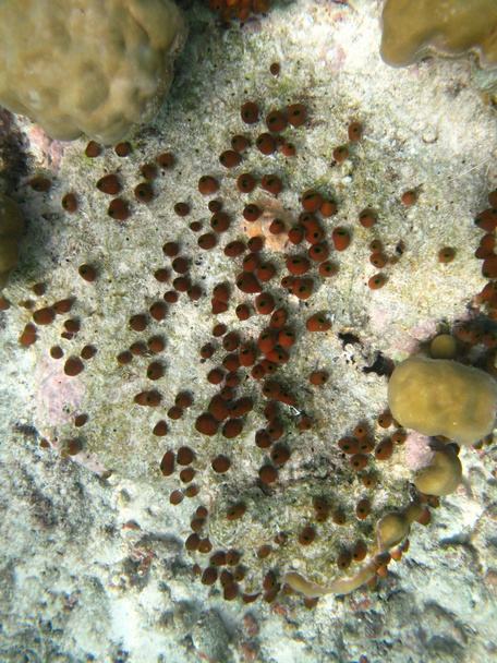 Hard sea corals marine life in Indian ocean Maldives - Photo, Image