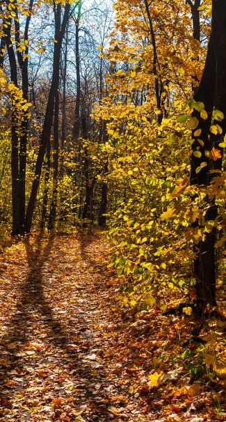 Strada forestale coperta di foglie - Foto, immagini