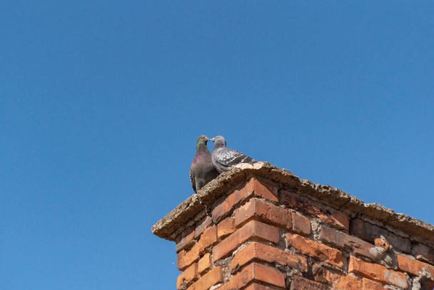 Çatıda bir çift güvercin öpüşüyor. - Fotoğraf, Görsel