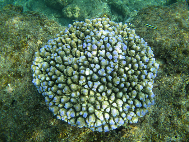 Kova meri korallit meren elämää Intian valtamerellä Malediivit
 - Valokuva, kuva