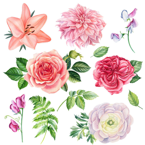 Set flowers. Roses, lilies, anemones, sweet peas, ranunculus, dahlia on white isolated background, watercolor drawings. - Photo, Image