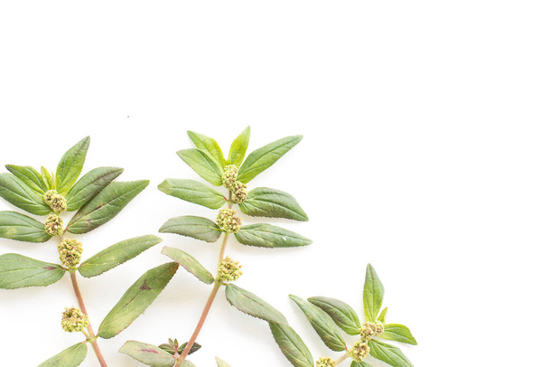 Garden Spurge (Euphorbia hirta L.) Gyógynövény szemölcsök kezelési csoportok elszigetelt fehér alapon. - Fotó, kép