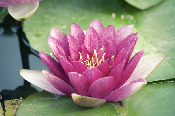 pink lotus - Foto, imagen