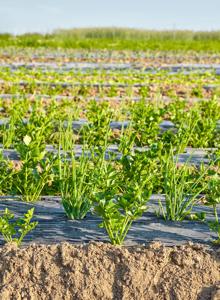 Vista lateral do campo de fazenda vegetal orgânico com manchas cobertas com cobertura de plástico usado para suprimir ervas daninhas e conservar a água, foco seletivo. - Foto, Imagem