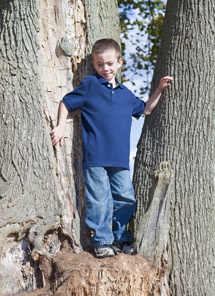 boy in tree - Φωτογραφία, εικόνα