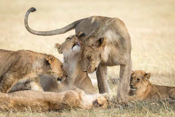 Stolz grüßen sich Löwen und zeigen Zuneigung, während sie sich im trockenen Gras in der Masai Mara in Kenia hinlegen - Foto, Bild