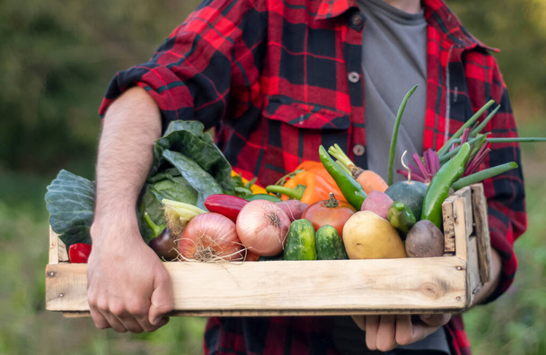 Αγρότης που κρατάει ξύλινο κουτί γεμάτο λαχανικά στη βιολογική φάρμα. Χέρια ενός Καυκάσου με ένα κιβώτιο στον κήπο.. - Φωτογραφία, εικόνα