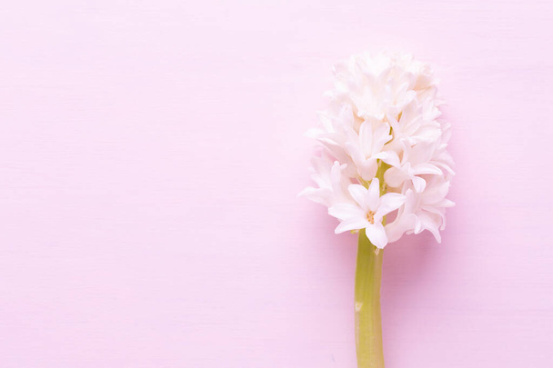 Pink Hyacinth flower, Spring flowers. The perfume of blooming hyacinths is a symbol of early spring. Greeting card, Flat lay. - Foto, afbeelding