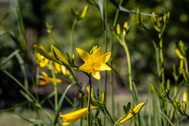 Yellow lily flower. Sunny day, flower on a natural background. - Photo, Image