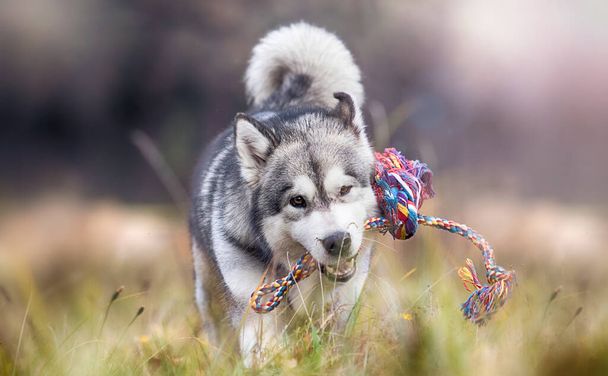 dog and autumn forest for a walk, alaskan malamute - Fotografie, Obrázek