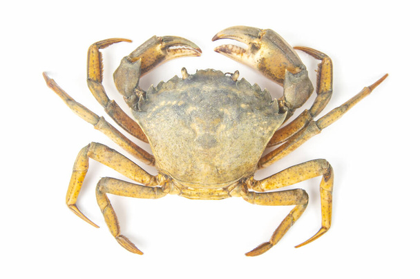 sea crab on a white background. meat and protein foods - Photo, Image