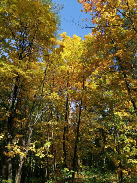 Złota jesień w górach Zhiguli - Zdjęcie, obraz