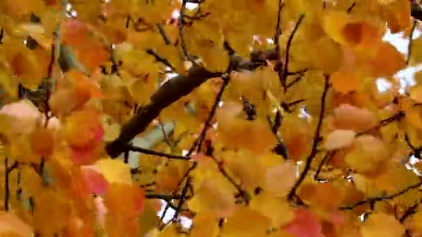 Ινδικό καλοκαίρι, φωτεινό κίτρινο-πορτοκαλί aspen φύλλα φτερουγίζει στον άνεμο. Μετακίνηση φόντο φθινόπωρο. - Πλάνα, βίντεο