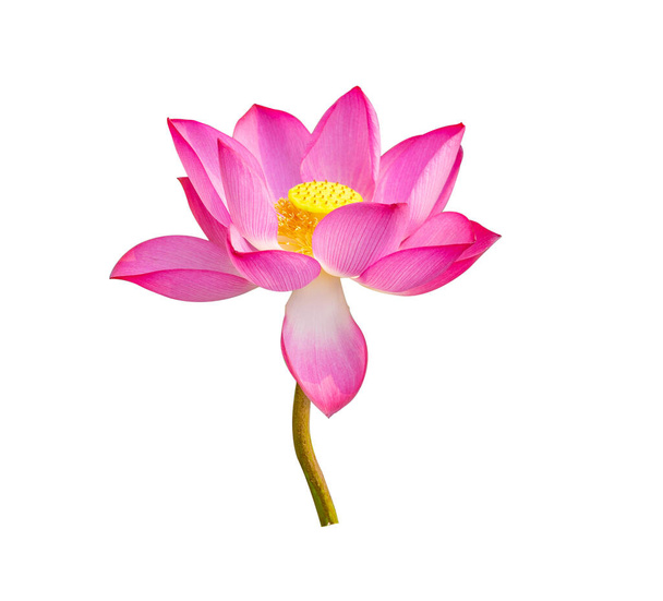 Lotus fleur isolée sur fond blanc - Photo, image
