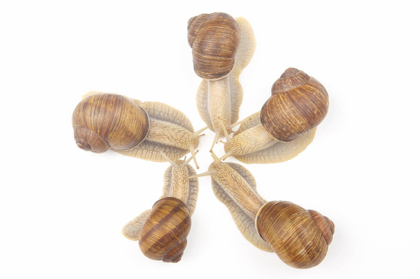 Helix pomatia. grape snail on a white background. mollusc and invertebrate. gourmet protein meat food - Photo, Image