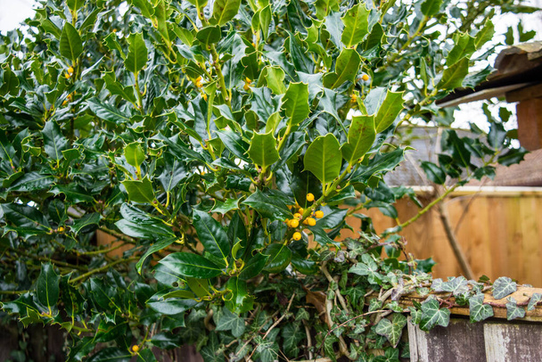 Keltaisia marjoja sisältävä holly-pensas Ilex aquifolium 'Bacciflava' kasvaa puisen aidan yli englantilaisen muratti Hedera helixin kasvaessa - Valokuva, kuva