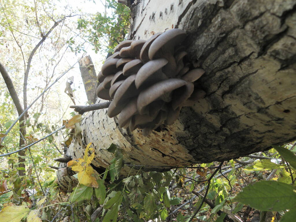 természetes élőhelyükön fákon termesztett gombák - Fotó, kép