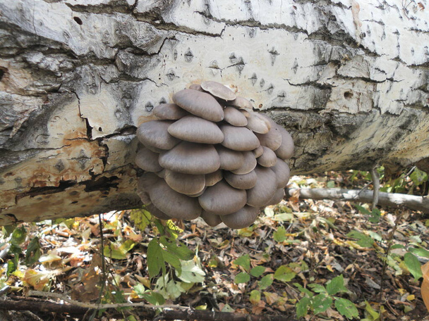 Pilze, die auf Bäumen in ihrem natürlichen Lebensraum wachsen - Foto, Bild