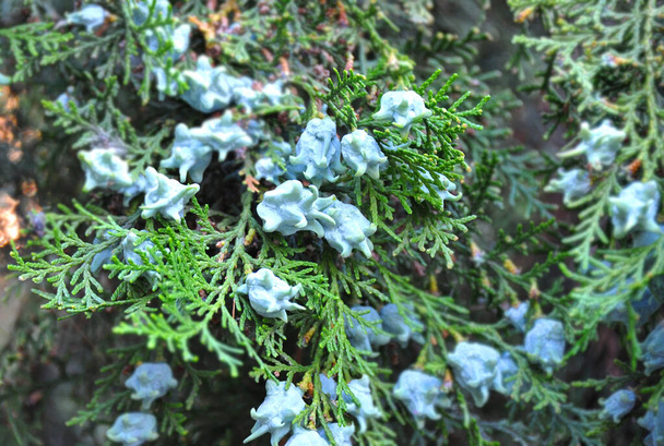 Vihreä kataja kasvi kypsä aromaattisia hedelmiä - Valokuva, kuva