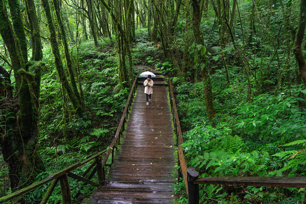 Green forest and wooden bridge with Asian woman holding an umbrella in Chiang Mai, Thailand. - Photo, Image