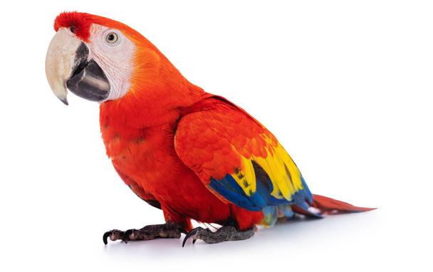 макаронний папуга ізольовано на білому тлі
 - Фото, зображення