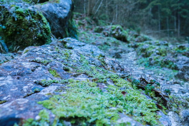 Close-up of a rock covered with moss in the woods of the dark valley in Veneto, travel and landscapes in Italy - Foto, afbeelding