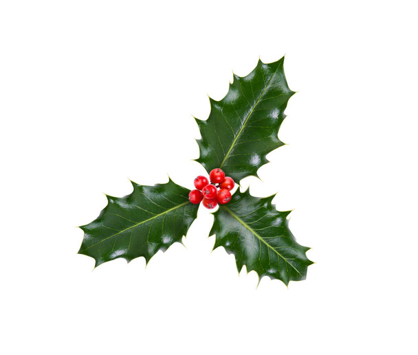 白い背景に隔離されたクリスマスの装飾のための緑のホリーと赤い果実の小枝、 3枚の葉. - 写真・画像
