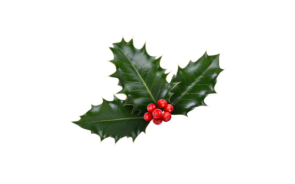 Un rametto, tre foglie, di agrifoglio verde e bacche rosse per la decorazione natalizia isolate su uno sfondo bianco. - Foto, immagini