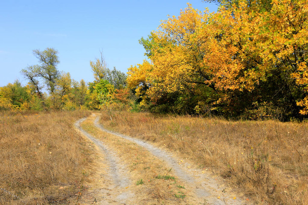Paysage d'automne avec route en ornières sur prairie en forêt par temps ensoleillé - Photo, image