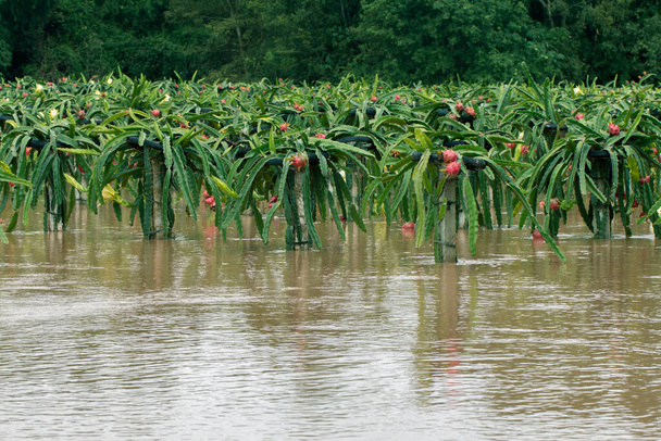 Hluboká vodní povodeň nad bio pitaya ovoce nebo dračí ovoce farma v 6. října 2017, Loei, Thajsko. - Fotografie, Obrázek