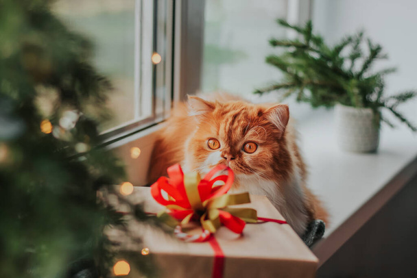 A fluffy ginger cat lies on a knitted mat next to a gift box with a red and green bow and a Christmas tree. - Фото, зображення