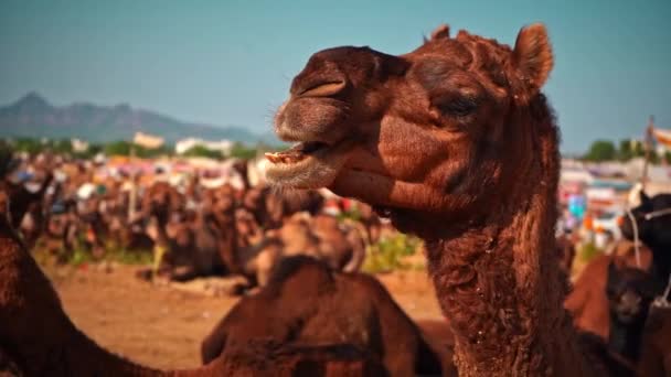 Slo-mo de chameau mâchant dans pushkar, Inde, Meduim shot  - Séquence, vidéo
