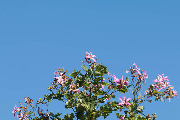 Bauhinia purpurea or Orchid Tree flower on tree with blue sky background. - Photo, Image