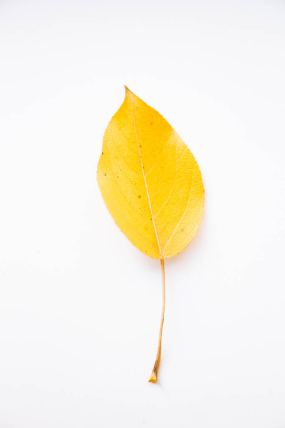 Fondo de otoño hecho de hojas secas. Asiento plano, vista superior. Copiar espacio para texto. - Foto, Imagen