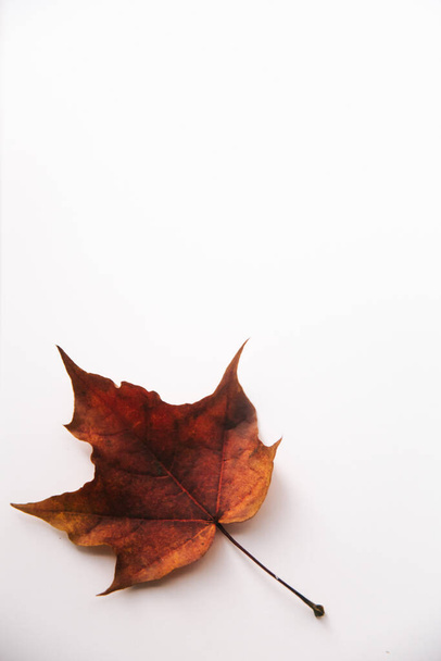 Autumn background made of dry leaves. Flat lay, top view. Copy space for text. - Zdjęcie, obraz
