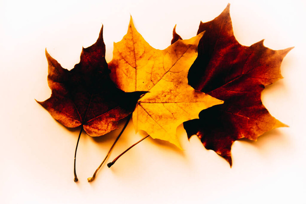 Autumn background made of dry leaves. Flat lay, top view. Copy space for text. - 写真・画像