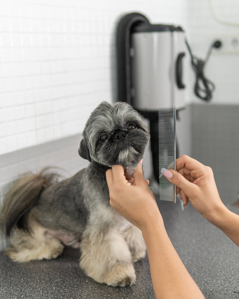 Mains d'un toiletteur de chien avec un peigne, travaillant avec un beau chien de race Shih Tzu - Photo, image