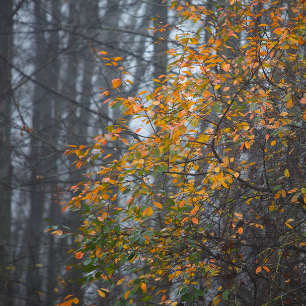 Colored leaves on the autumn trees - Фото, зображення